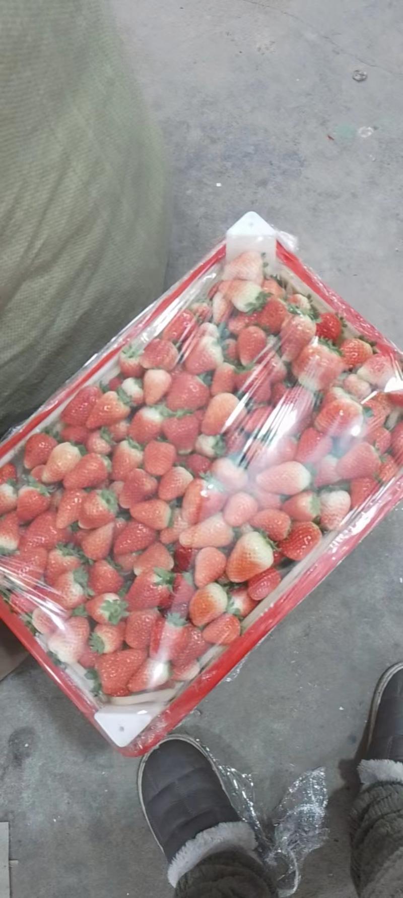 精选新鲜奶油草莓大量上市，甜美多汁饱满鲜红且现货