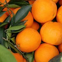 【纽荷尔脐橙】规格齐全保质保量产地发货134771447