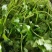 陕西香菜叶菜类菜茎干粗叶片绿香味浓量大优惠品质保证