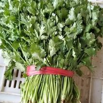 陕西香菜叶菜类菜茎干粗叶片绿香味浓量大品质保证