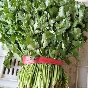 陕西香菜叶菜类菜茎干粗叶片绿香味浓量大优惠品质保证