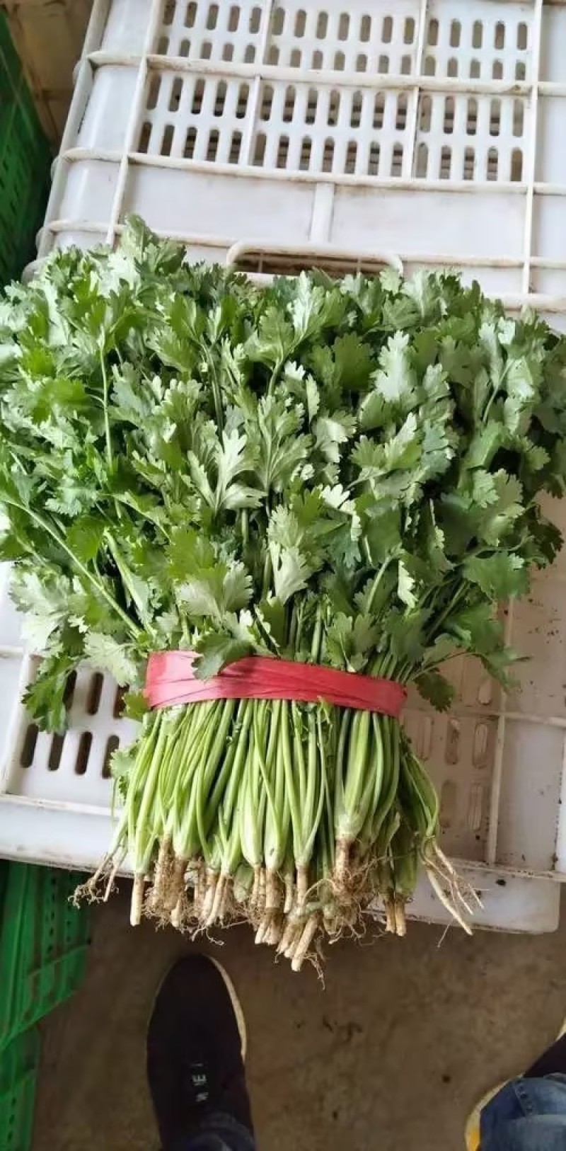 陕西香菜叶菜类菜茎干粗叶片绿香味浓量大优惠品质保证