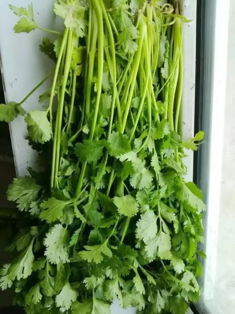 陕西香菜叶菜类菜茎干粗叶片绿香味浓量大优惠品质保证