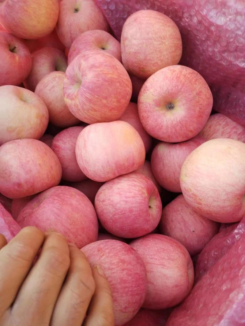 【红富士苹果】河南红富士苹果高山种植多汁爽口脆甜鲜美电联