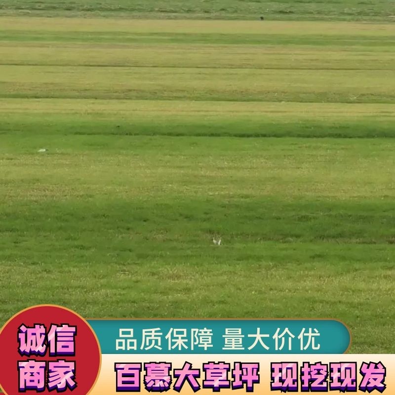精品百慕大草坪草地被草坪土坪沙坪一手货源保质保量欢迎选购