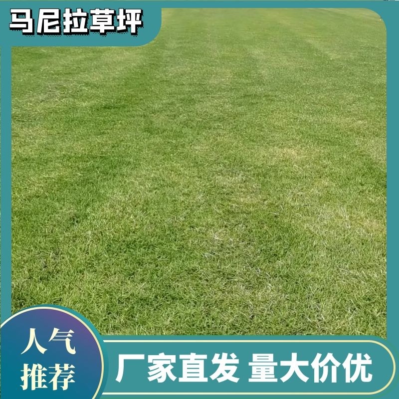 苏州马尼拉草坪小区公园高速公路质量保证对接全国欢迎订购