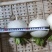 【原产地】精品圆萝卜白萝卜重庆产地直发一手货源保质保量