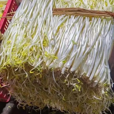 溧阳优质白芹，大量供应品质保障，诚信为先可视频看货