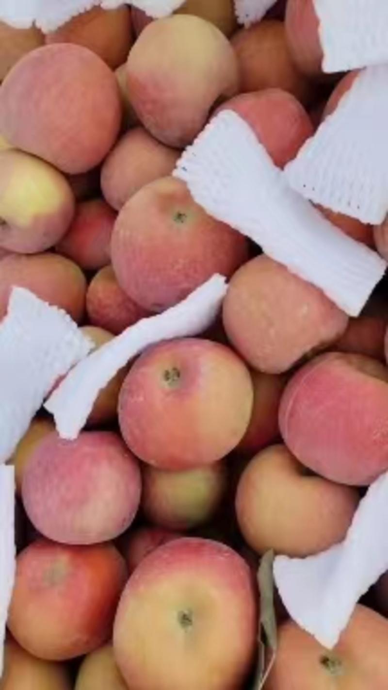 新疆优质阿克苏糖心苹果，皮薄肉厚脆甜汁多大量供应可视频看货