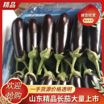 精品长茄大量上市诚信经营一手货源品质保证欢迎来电