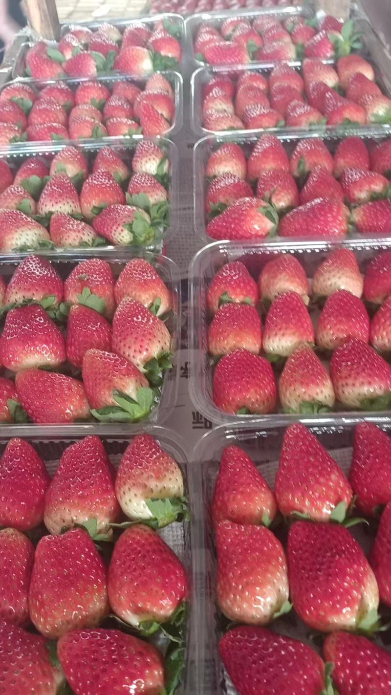 【常年代办】商丘天仙醉草莓品质保证货量充足规格齐全一切可谈