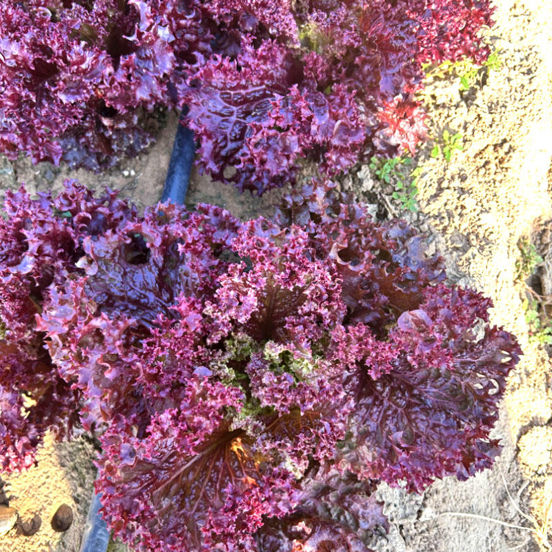 紫罗莎紫生菜种子包心生菜种籽耐寒耐热基地种植60天上