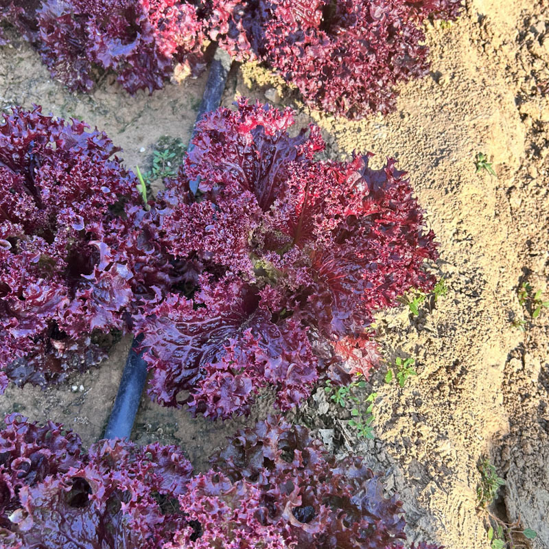 紫罗莎紫生菜种子包心生菜种籽耐寒耐热基地种植60天上