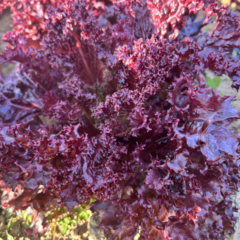 紫罗莎紫生菜种子包心生菜种籽耐寒耐热基地种植60天上