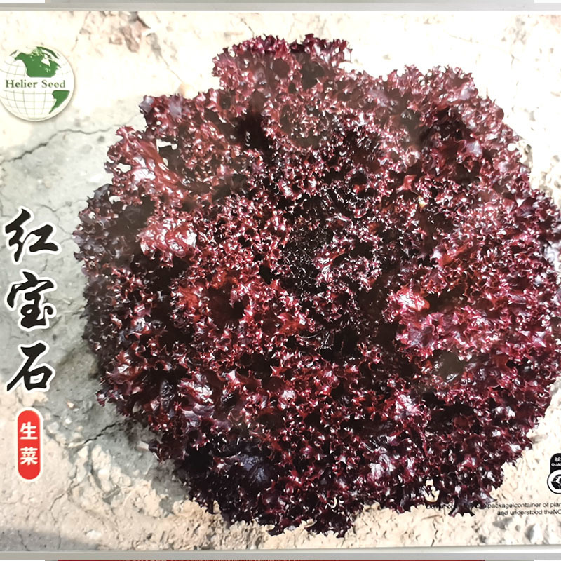 紫罗莎紫生菜种子包心生菜种籽耐寒耐热基地种植60天上