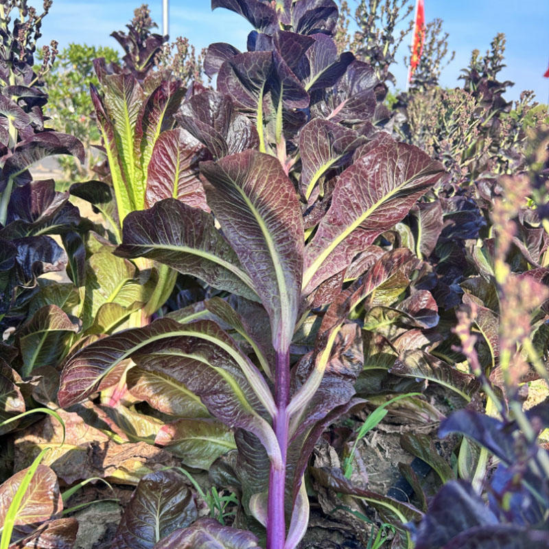 奶油孔雀菜种子农田菜园可四季盆栽紫色脆嫩罗马直立生菜