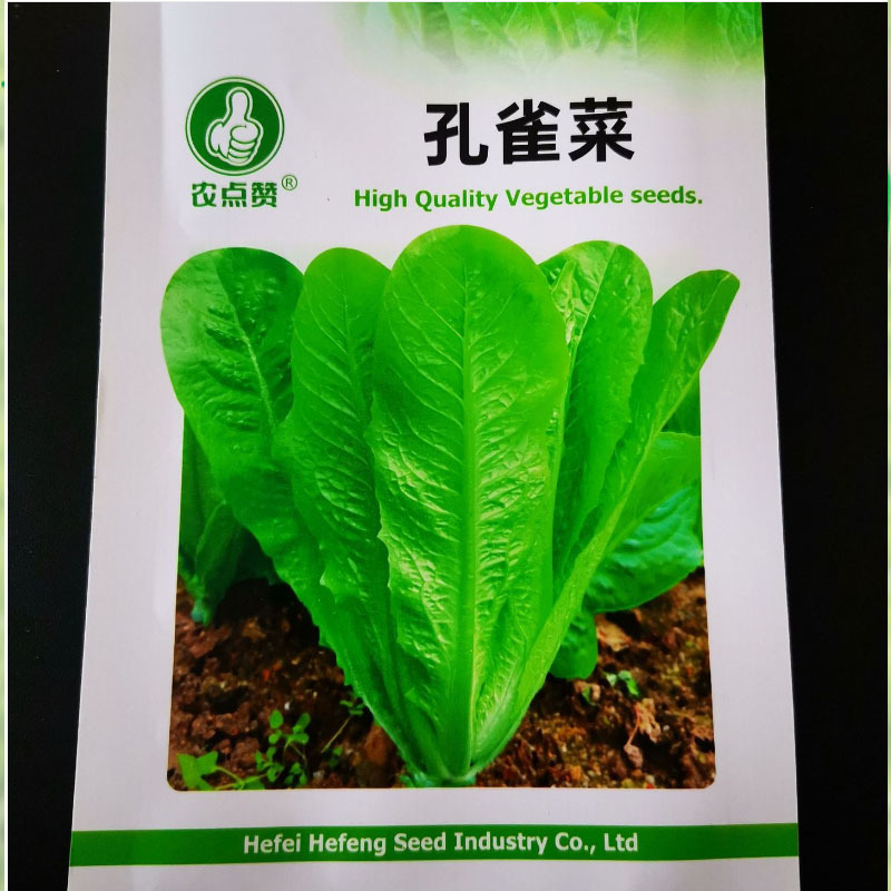 奶油孔雀菜种子农田菜园可四季盆栽紫色脆嫩罗马直立生菜