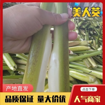 美人茭，精品食堂电商货都有价格实惠质量保证货源充足