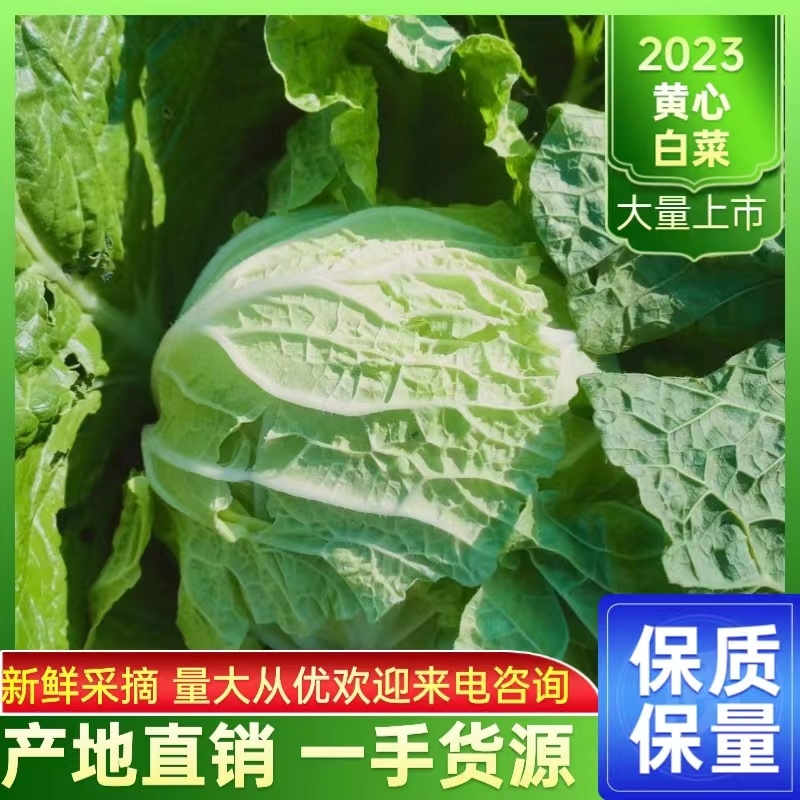 潘家湾蔬菜基地直供:早山地王黄心白菜、3~5斤
