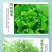 氨基酸水溶肥一喷绿黄叶变绿小叶变大花卉果树蔬菜通用水溶肥