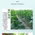 氨基酸水溶肥一喷绿黄叶变绿小叶变大花卉果树蔬菜通用水溶肥