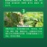 氨基酸水溶肥一喷绿黄叶变绿小叶变大花卉果树蔬菜通用水溶肥