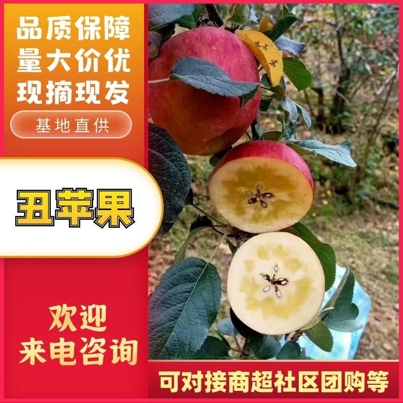 糖心丑苹果产地一手货源可对接各大电商平台社区团购批发市场
