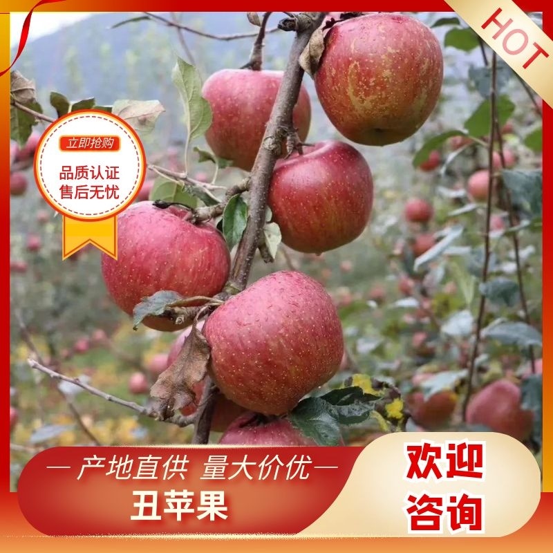 精品【高山糖心丑苹果】红富士对接各大电商团购商超批发市场