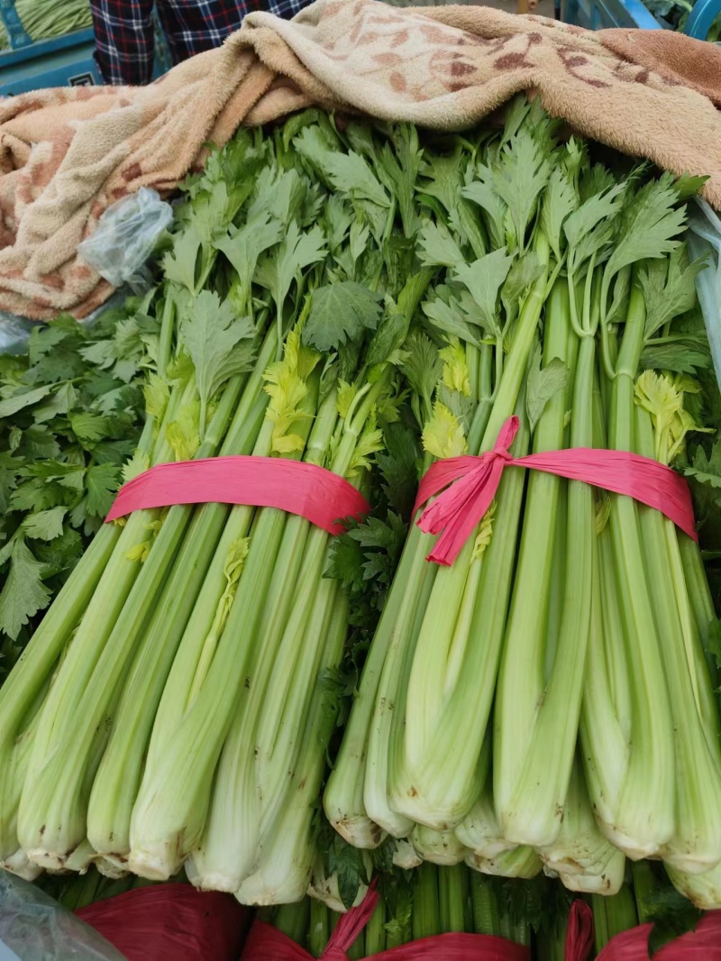 河南内黄精品芹菜大量货源长期供货有需详谈看货一条龙