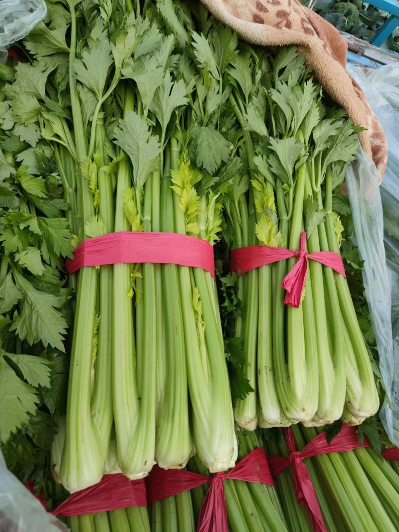 河南内黄精品芹菜大量货源长期供货有需详谈看货一条龙