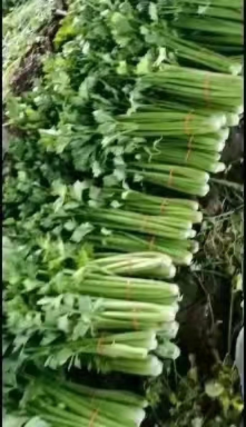 河南内黄精品芹菜大量货源长期供货有需详谈看货一条龙