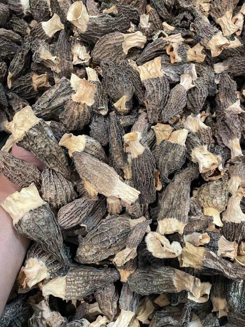 小号羊肚菌