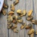 美味淡菜干新鲜海虹干海鲜淡菜青口贻贝非牡蛎干海产