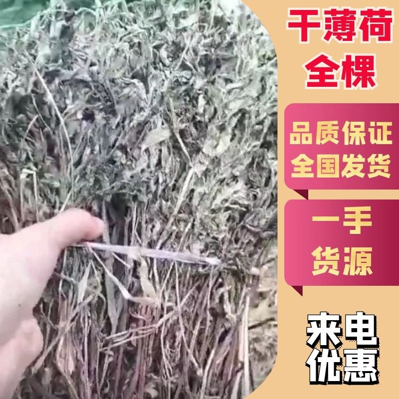干薄荷全棵，量大价优，质量保证，全年有货，对接批发