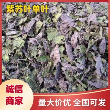 紫苏叶单面，大量供应全国市场，对接批发药材市场电商药店