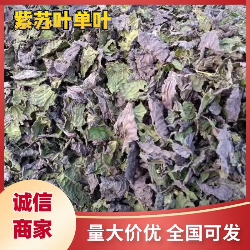 紫苏叶单面，大量供应全国市场，对接批发药材市场电商药店