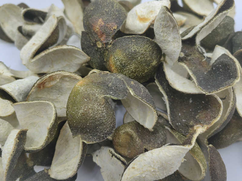 新皮陈皮绿皮