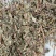 广东溪黄草茶祛中药材湿茶溪黄茶老藤茶白霜多回甘足野生茶叶