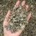 广东溪黄草茶祛中药材湿茶溪黄茶老藤茶白霜多回甘足野生茶叶