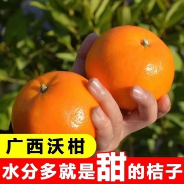 广西沃柑基地直供全国代发欢迎来电咨询