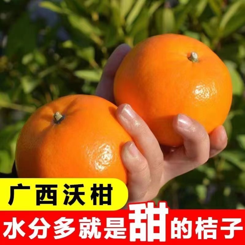 广西沃柑基地直供全国代发欢迎来电咨询
