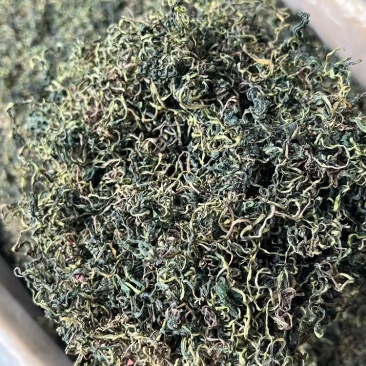 蒲公英茶