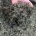 蒲公英茶