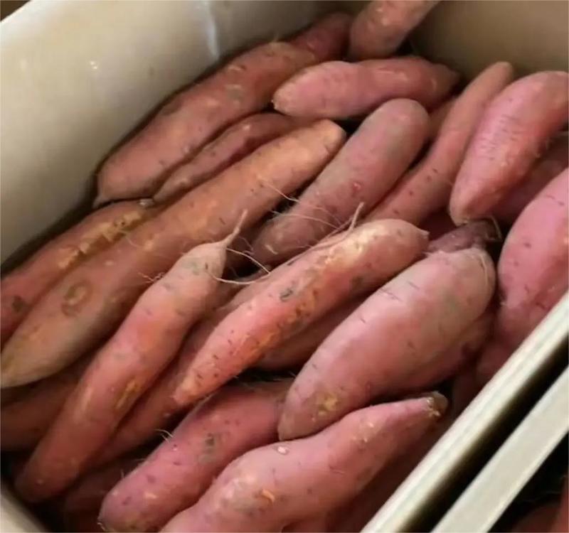 【热卖】山东精品烟薯25红薯产地直发一手货源价优