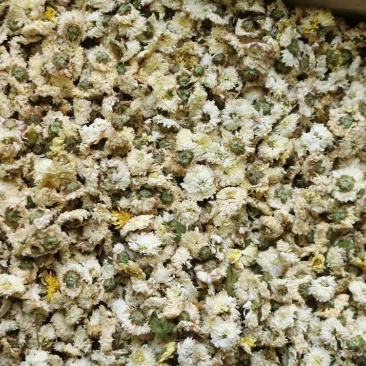 黄山贡菊