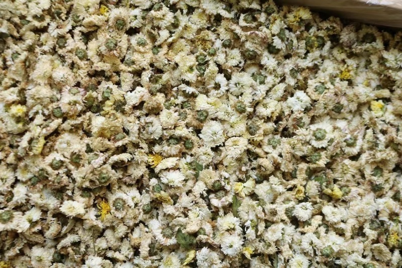 黄山贡菊