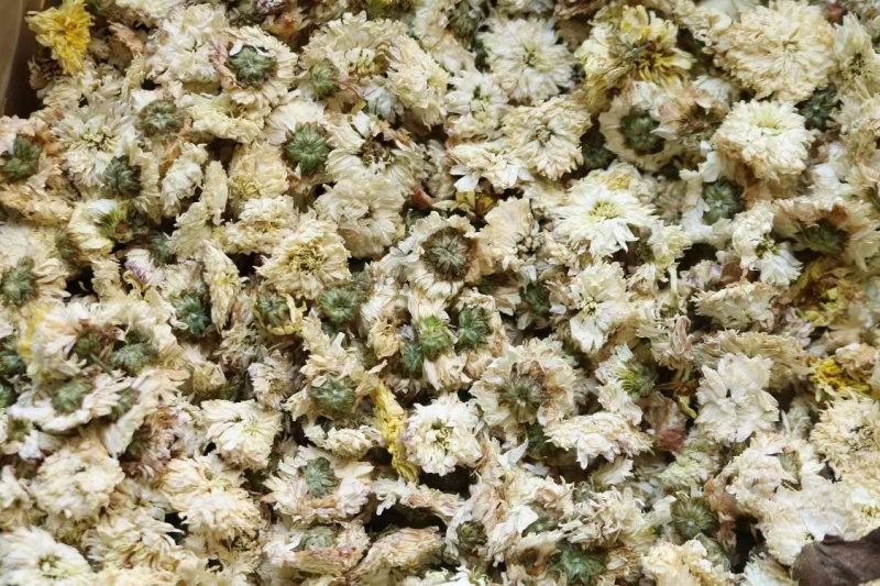黄山贡菊