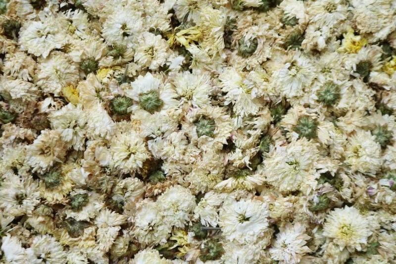 黄山贡菊