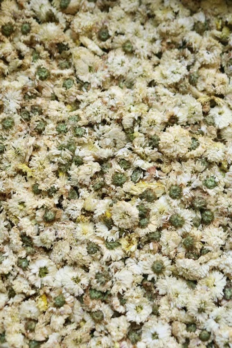 黄山贡菊