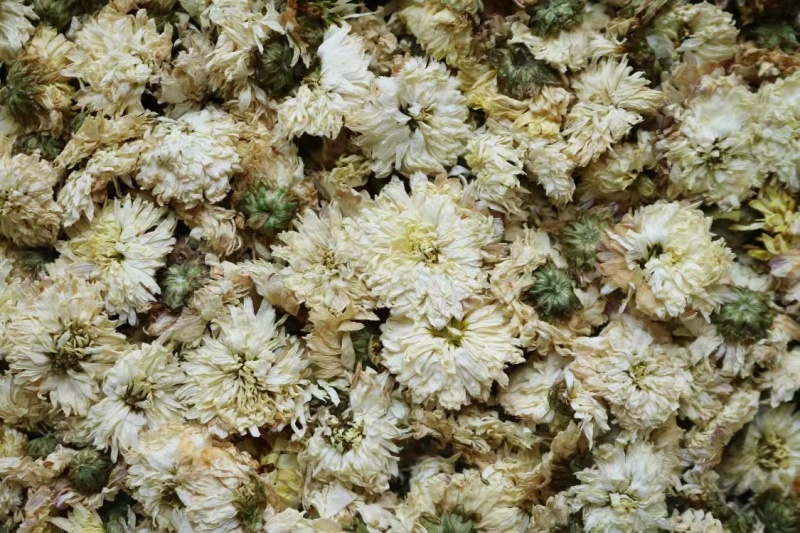黄山贡菊